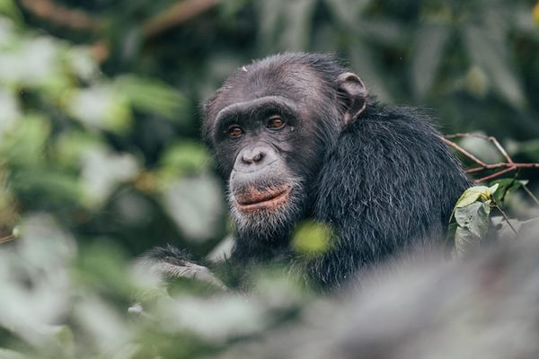 Rubondo Island Chimp Rubondo Island Chimp