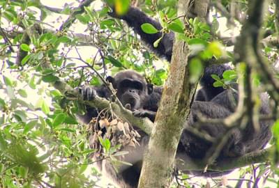 Rubondo Island Chimpanzee Habituation Experience