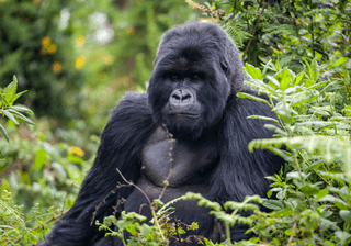 Rwanda Gorilla still Canva Pro Rwanda Gorilla still Canva Pro