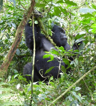 Rwanda Gorilla Rwanda Gorilla