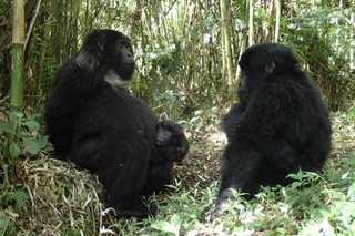 Rwanda gorillas Rwanda gorillas