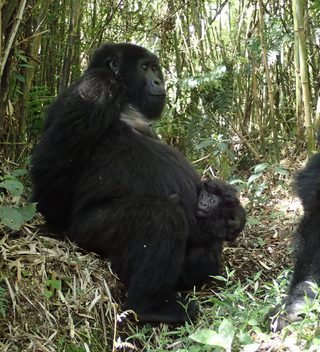 Rwanda Gorillas Rwanda Gorillas