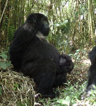 Rwanda Gorillas