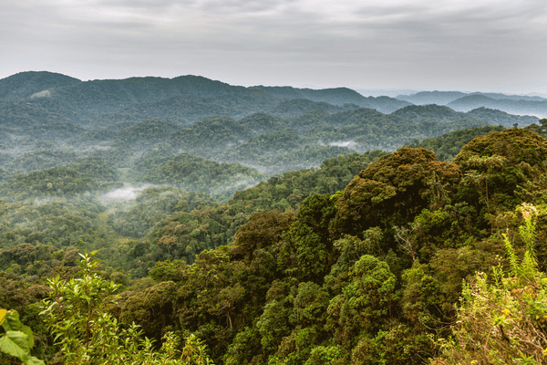 Rwanda rainforests Canva Pro Rwanda rainforests Canva Pro