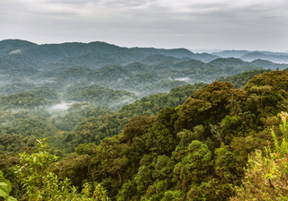 Rwanda rainforests Canva Pro Rwanda rainforests Canva Pro