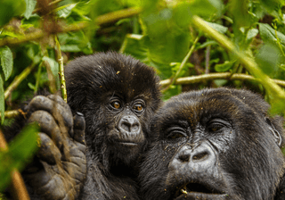 Rwanda tribute to Dian Fossey Canva Pro Rwanda tribute to Dian Fossey Canva Pro