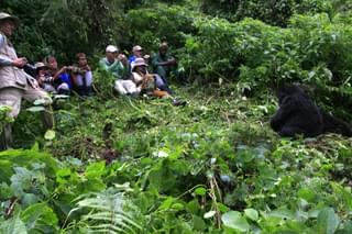 Sabyinyo Silverback Lodge Gorilla Tracking