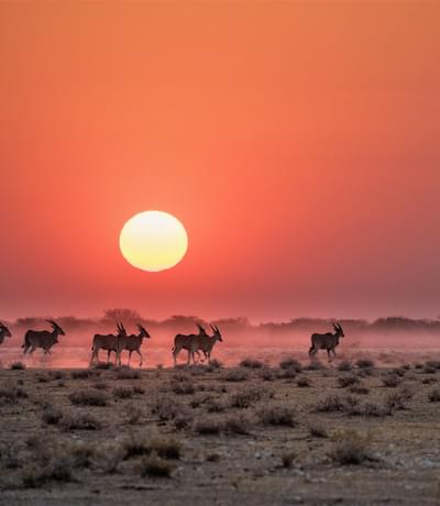 Safarihoek Namibia O Evana