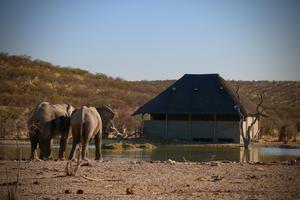 Safarihoek elephants at hide, Namibia