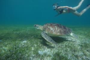 Sakatia  Lodge  Snorkeling  Turtle
