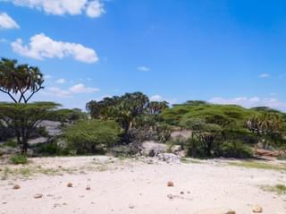 Samburu Vegetation