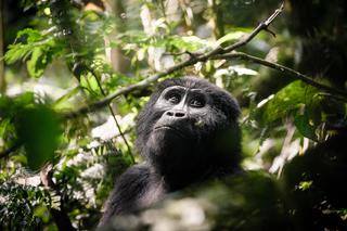 Sanctuary Gorilla Forest Camp Gorilla Sanctuary Gorilla Forest Camp Gorilla