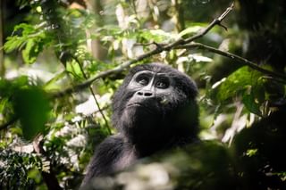 Sanctuary Gorilla Forest Camp Gorilla Sanctuary Gorilla Forest Camp Gorilla