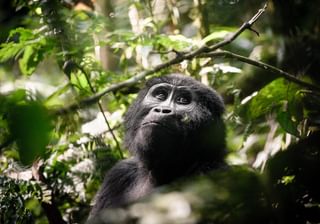 Sanctuary Gorilla Forest Camp Gorilla Sanctuary Gorilla Forest Camp Gorilla