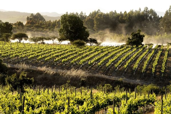 Santa Rita Vin Yard Chile 2 Santa Rita Vin Yard Chile 2