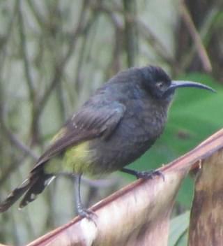 Sao Tome Giant Sunbird Lavinia Burnham