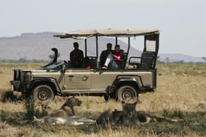 Saruni Mara Lions On A Game Drive