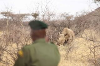 Saruni Rhino Saruni Rhino