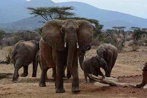 Saruni Samburu Elephants