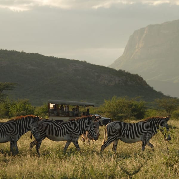 Saruni Samburu zebras