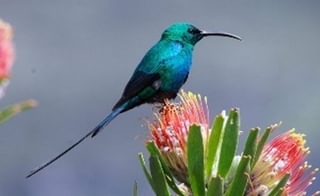 Scarlet Tufte Sunbird Scarlet Tufte Sunbird