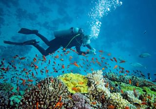 Scuba Diving South Africa Tours 1 Scuba Diving South Africa Tours 1