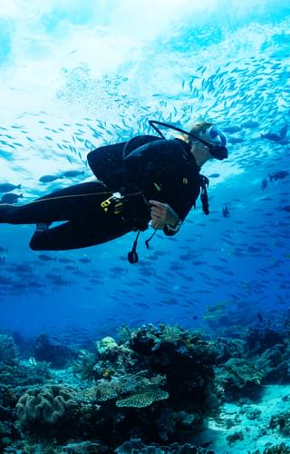 Scuba Diving In The Maldives
