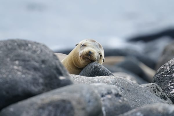 Sea Lion main Sea Lion main