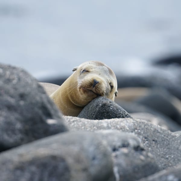 Sea Lion main