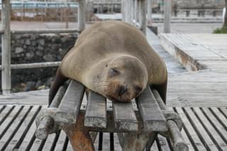 Sea Lion napping on bench Galapagos Islands Ecuador Unsplash min
