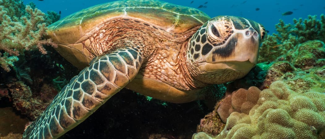 Sea Turtle in the reef Bohol Philippines