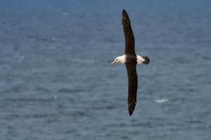 Sea bird Falkland islands