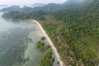 Sea grass and forest Myanmar green season Sea grass and forest Myanmar green season