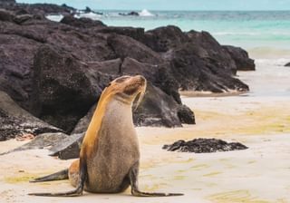Sea lion Sea lion
