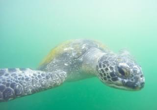 Sea turtle Mancora Peru