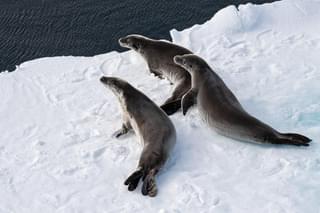Seals on ice Antarctica min