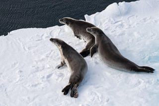Seals on ice Antarctica min Seals on ice Antarctica min