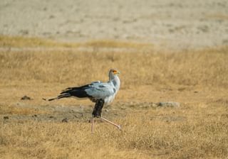 Secretary Bird Kenya Secretary Bird Kenya