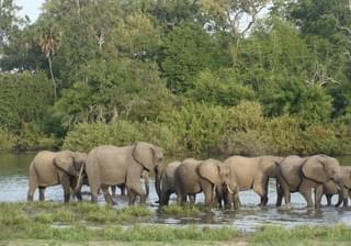 Selous Elephants