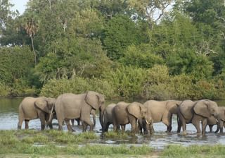 Selous Elephants Selous Elephants