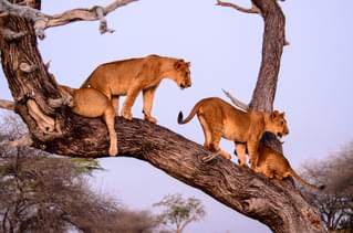 Selous Tree Climbing Lions