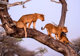 Tree Climbing Lions Tree Climbing Lions