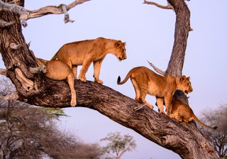 Tree Climbing Lions