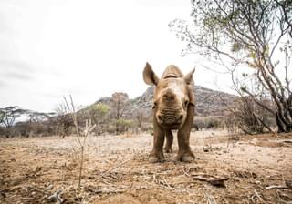 Seras Loijupu Rhino Calf By Stuart Butler