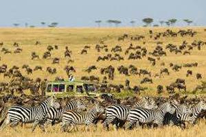 Serengeti Plain Serengeti Plain