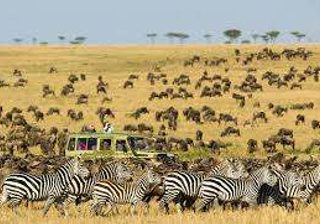 Serengeti Plain Serengeti Plain