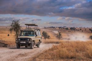 Serengeti Safari