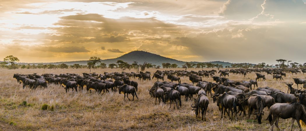 Serengeti Wildebeest Migration