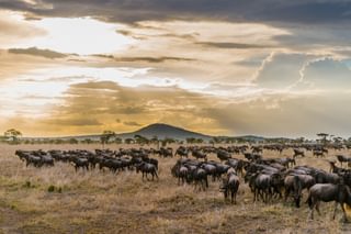 Serengeti Wildebeest Migration