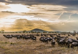 Serengeti Wildebeest Migration Serengeti Wildebeest Migration